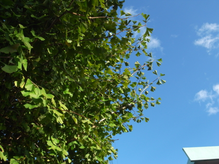 f:id:hobbiton:20111101154155j:image