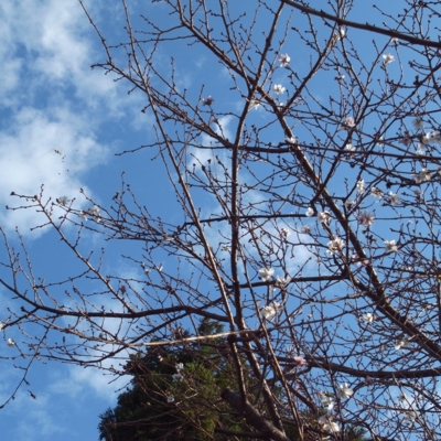 f:id:hobbiton:20111101161740j:image:w245