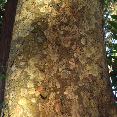 f:id:hobbiton:20111101161743j:image:w245