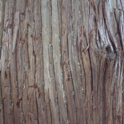 f:id:hobbiton:20111101161744j:image:w245