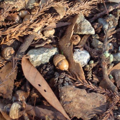 f:id:hobbiton:20111101161745j:image:w245