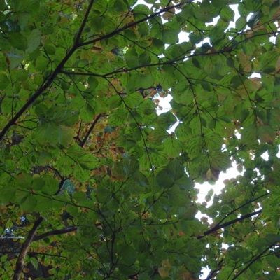 f:id:hobbiton:20111101161746j:image:w245