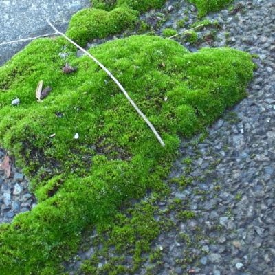 f:id:hobbiton:20111101161747j:image:w245
