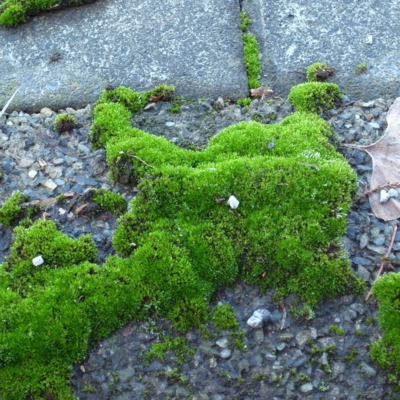 f:id:hobbiton:20111101161748j:image:w245