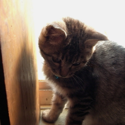 f:id:hobbiton:20111215115153j:image