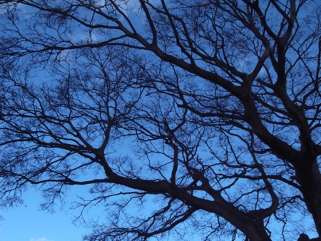 f:id:hobbiton:20111227154819j:image:w245