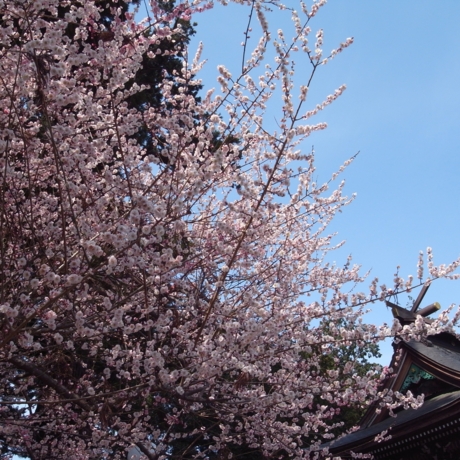 f:id:hobbiton:20120402221432j:image:w245