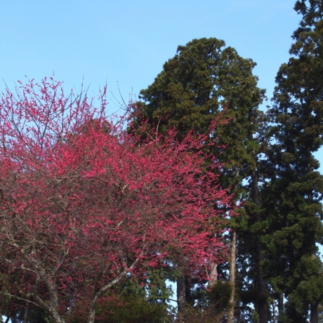f:id:hobbiton:20120402222934j:image:w245