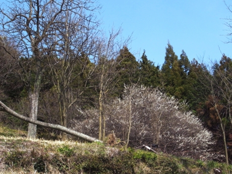 f:id:hobbiton:20120402222935j:image