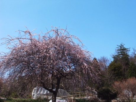 f:id:hobbiton:20120402222936j:image