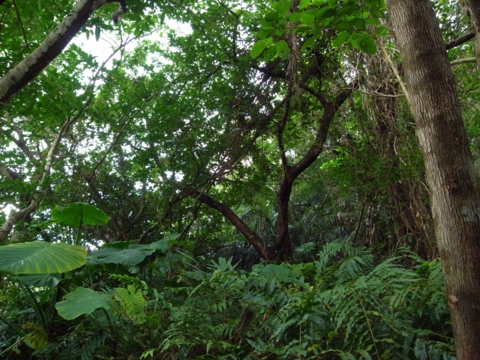 f:id:hobbiton:20130207182738j:image:w245