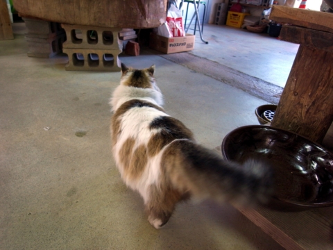 f:id:hobbiton:20130207182817j:image:w360