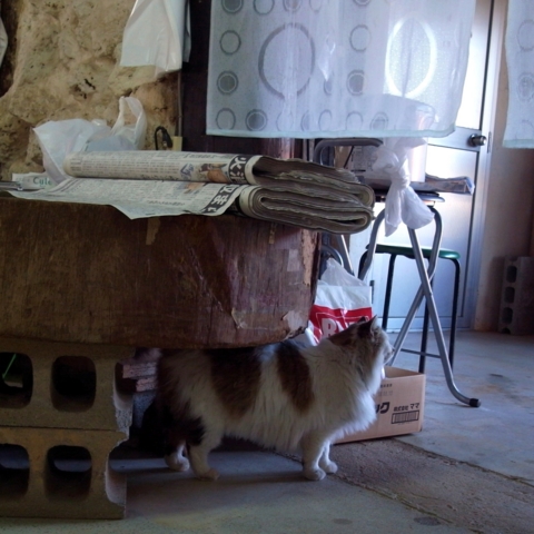 f:id:hobbiton:20130207182818j:image:w245