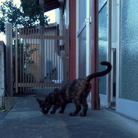 f:id:hobbiton:20130910162746j:image:w240