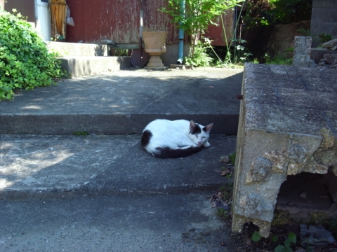 f:id:hobbiton:20140623161753j:image