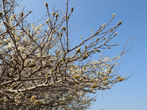 辛夷と白梅