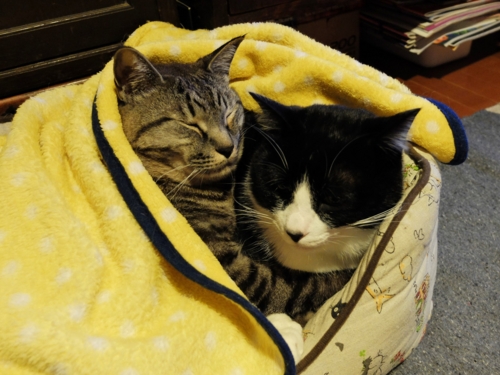 f:id:hobbiton:20150407143310j:image