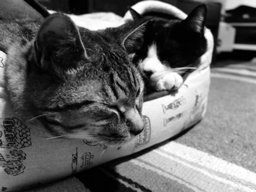 f:id:hobbiton:20150407143748j:image