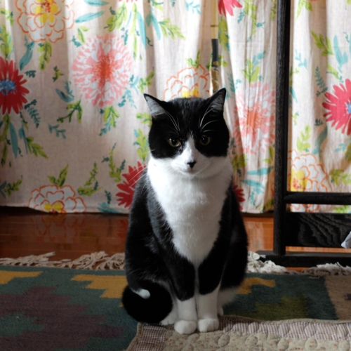 f:id:hobbiton:20150829213129j:image:w400