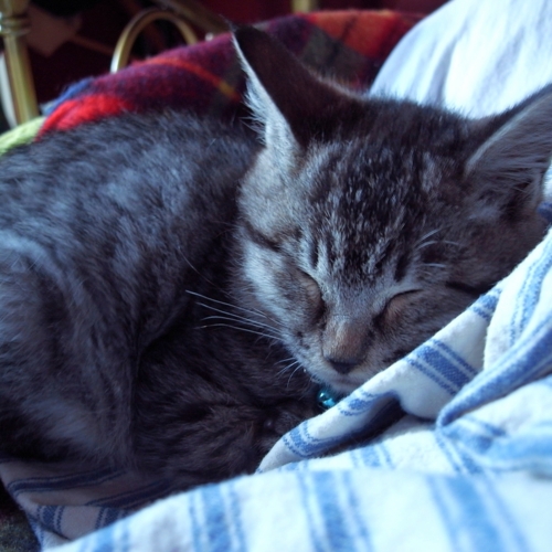 f:id:hobbiton:20160522153147j:image:w245