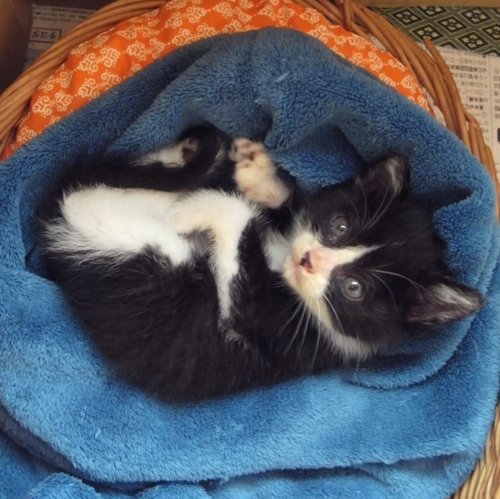 f:id:hobbiton:20160522153151j:image:w245