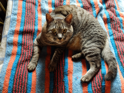 f:id:hobbiton:20160701140312j:image