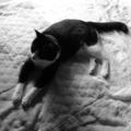 [FUJIFILM X20]