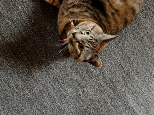 f:id:hobbiton:20170409205846j:image