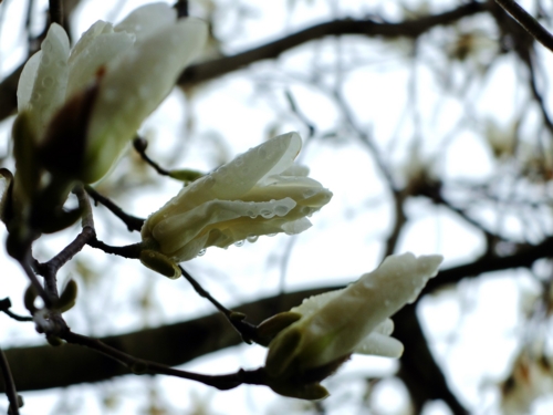 f:id:hobbiton:20170409211429j:image