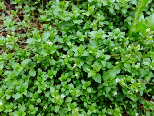 f:id:hobbiton:20170409211431j:image:w245