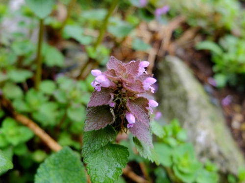 f:id:hobbiton:20170409211432j:image