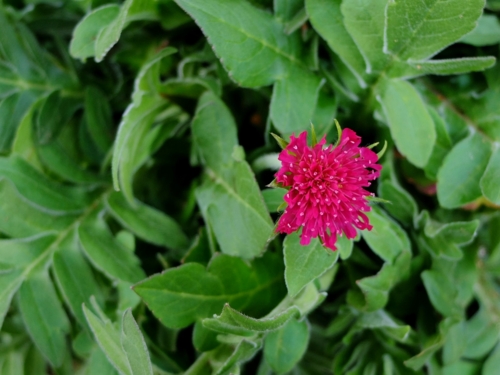 f:id:hobbiton:20170409211434j:image:w245