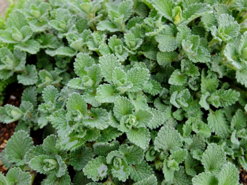 f:id:hobbiton:20170409211436j:image:w245