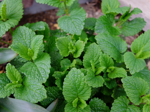 f:id:hobbiton:20170409211437j:image:w245