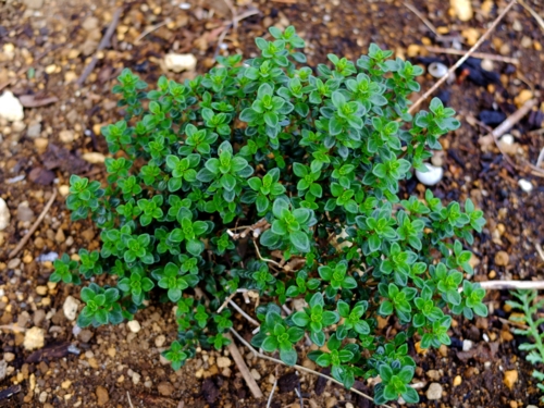 f:id:hobbiton:20170409211439j:image:w245