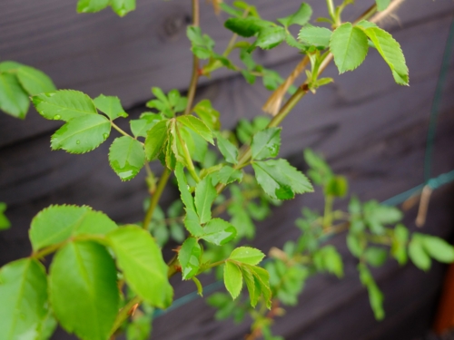 f:id:hobbiton:20170409211440j:image:w245