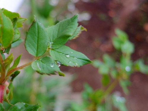 f:id:hobbiton:20170409211442j:image:w245