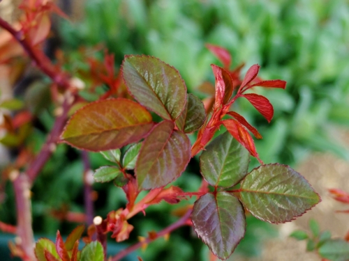 f:id:hobbiton:20170409211444j:image:w245