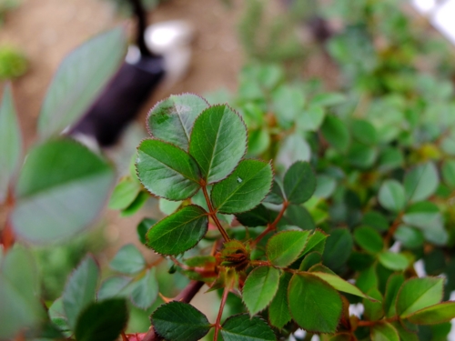 f:id:hobbiton:20170409211445j:image