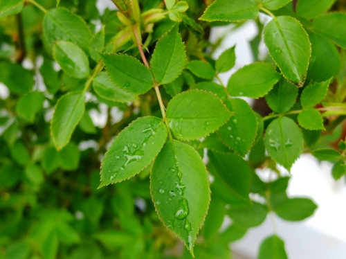 f:id:hobbiton:20170409211446j:image:w245