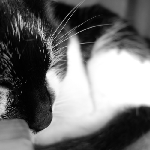 f:id:hobbiton:20170409220003j:image:w245