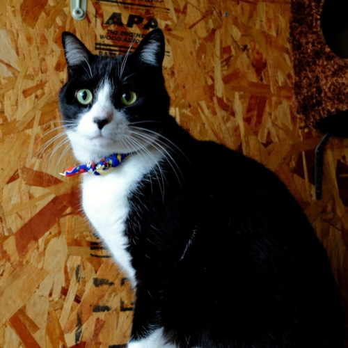 f:id:hobbiton:20170410122928j:image:w245