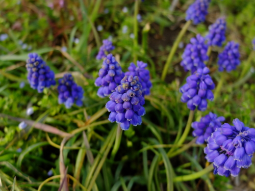 f:id:hobbiton:20170410160736j:image:w245