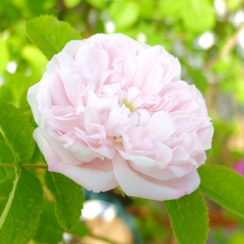 f:id:hobbiton:20180515155606j:image:w255
