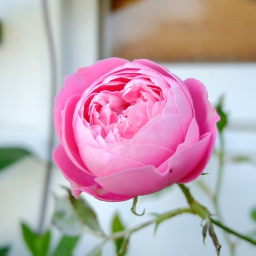 f:id:hobbiton:20180515155607j:image:w255