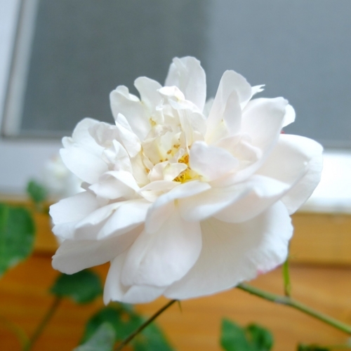 f:id:hobbiton:20180515155608j:image:w255