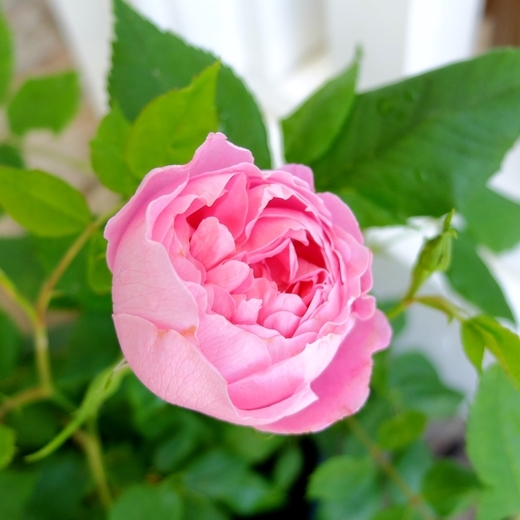 f:id:hobbiton:20190518174615j:plain:w255