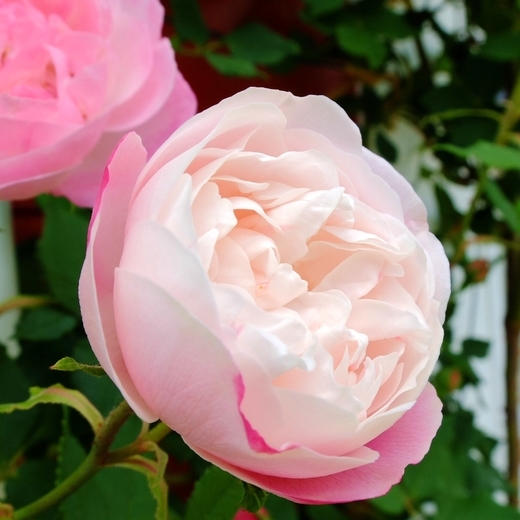 f:id:hobbiton:20190518174619j:plain:w255