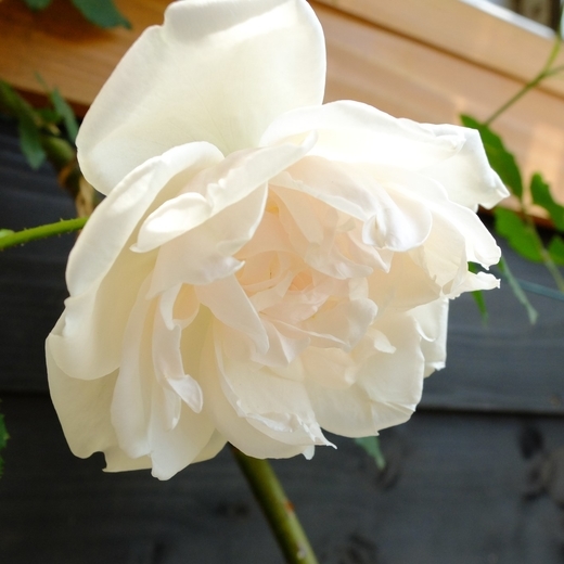 f:id:hobbiton:20190519145336j:plain:w255