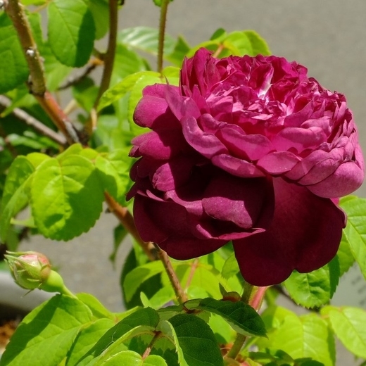 f:id:hobbiton:20190523210913j:plain:w255